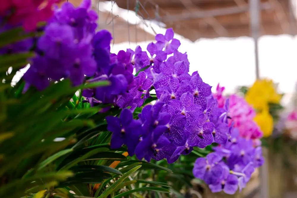 Orchid Cultivation Greenhouse